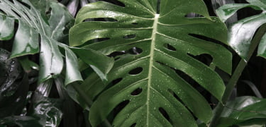 Verkaufs- und Einkaufsbelege für Dynamics 365 Business Central​