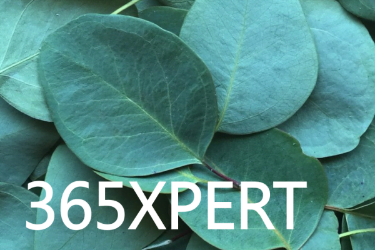 IT Unternehmensberatung 365Xpert