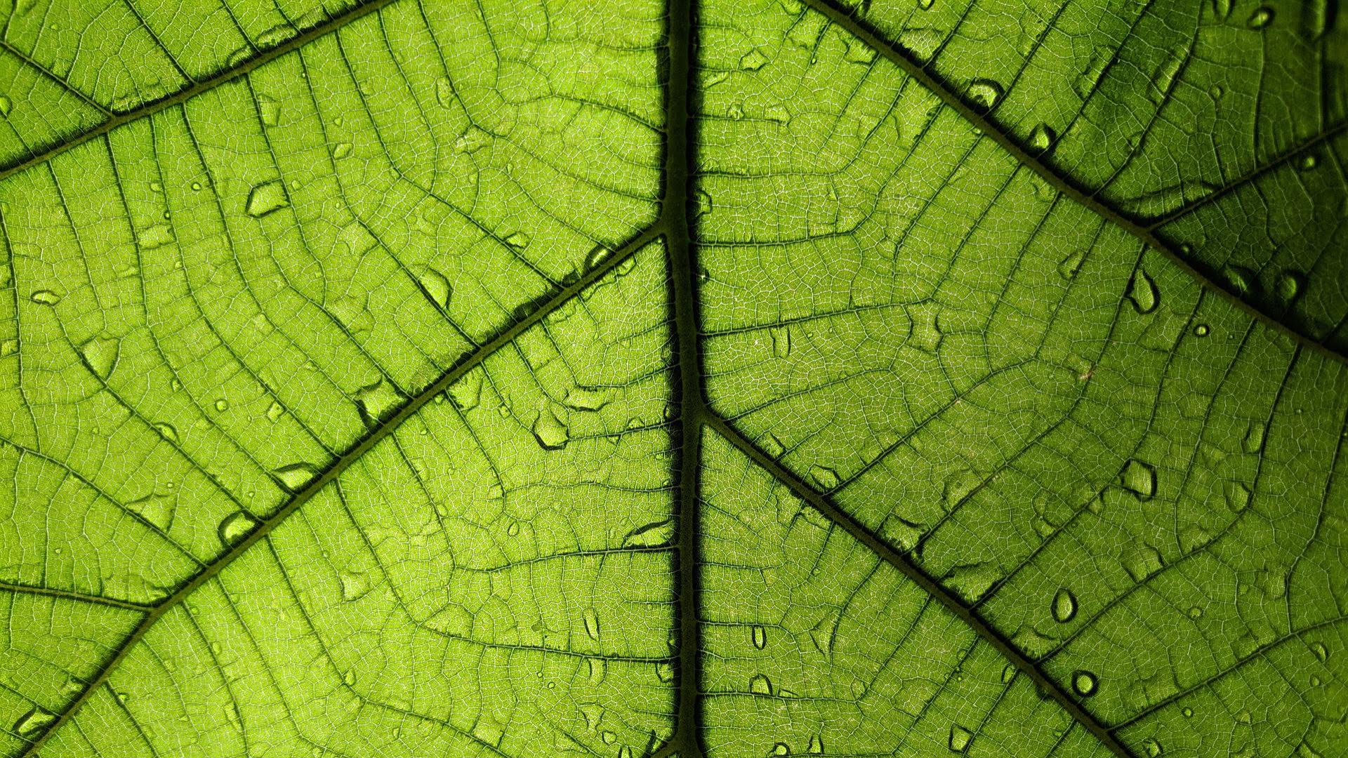 Was ist dox42 365 BC ☑️